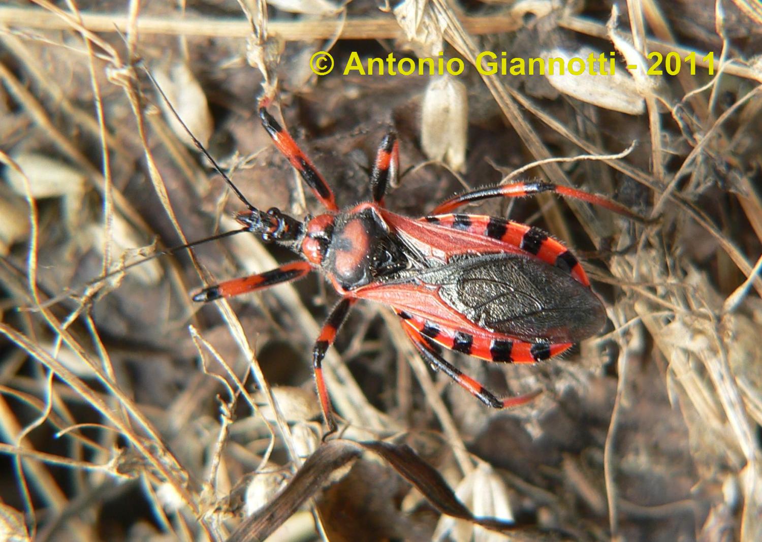 Rhinocoris iracundus